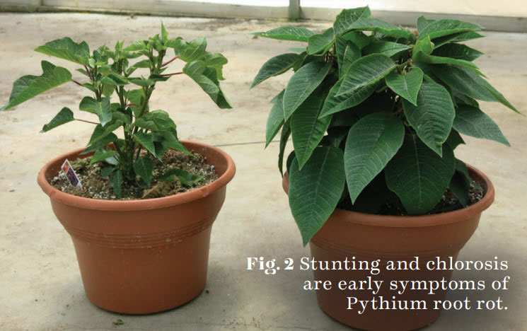 Figure 2: Stunting and chlorosis are early symptoms of Pythium root rot.