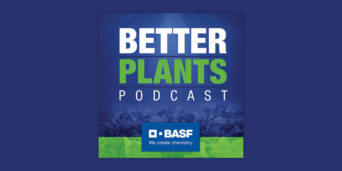 Better Plants Podcast Tips for managing mums