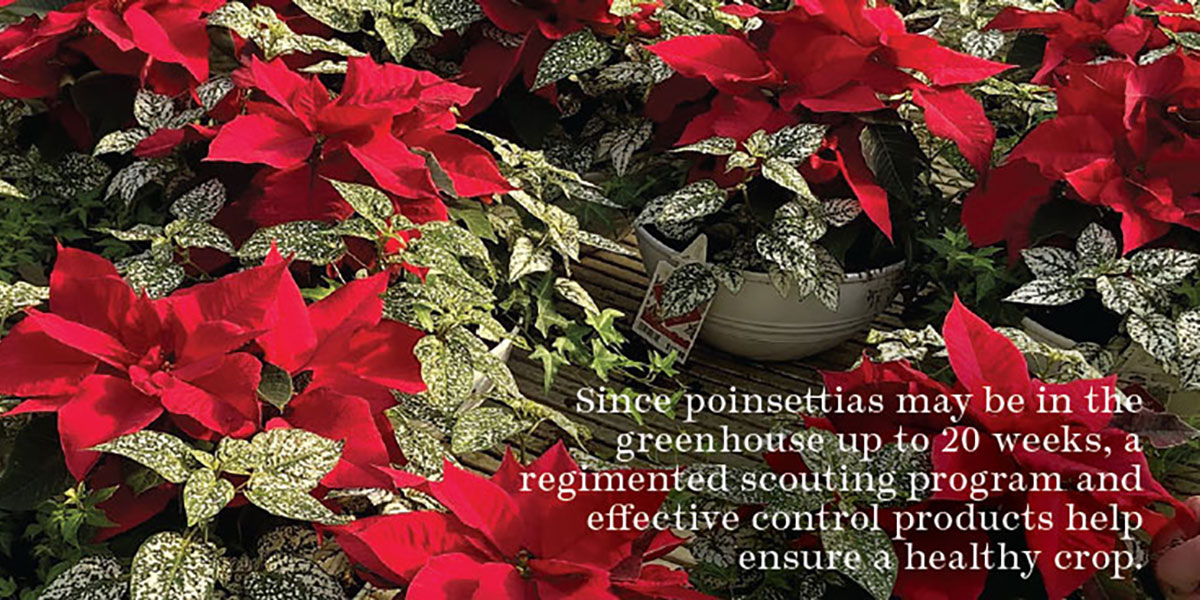 Poinsettia prominence: Success Story: Metrolina Greenhouse