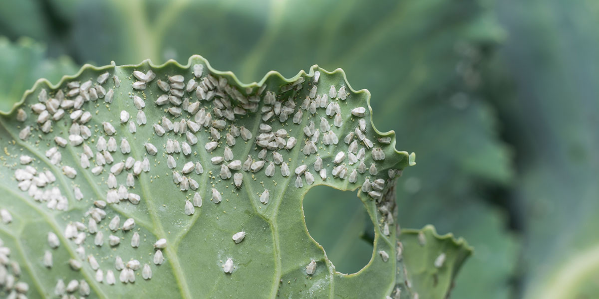 It’s Whitefly Time: How to Update Your Rotation Program