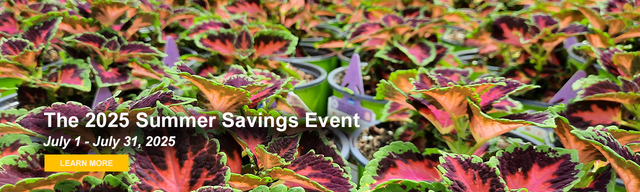 2025 Summer Savings Event