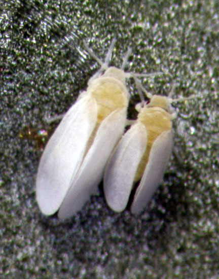 Bemisia tabaci male and female mating pair