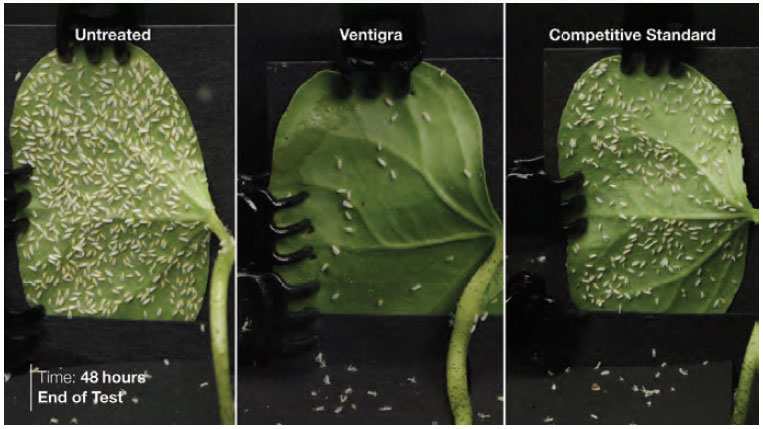 Ventigra treated leaf vs. untreated and competitive standard 48 hours after release of whiteflies in laboratory study.