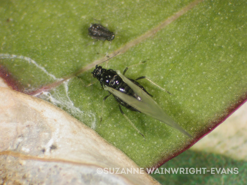 A winged or 'alate' aphid