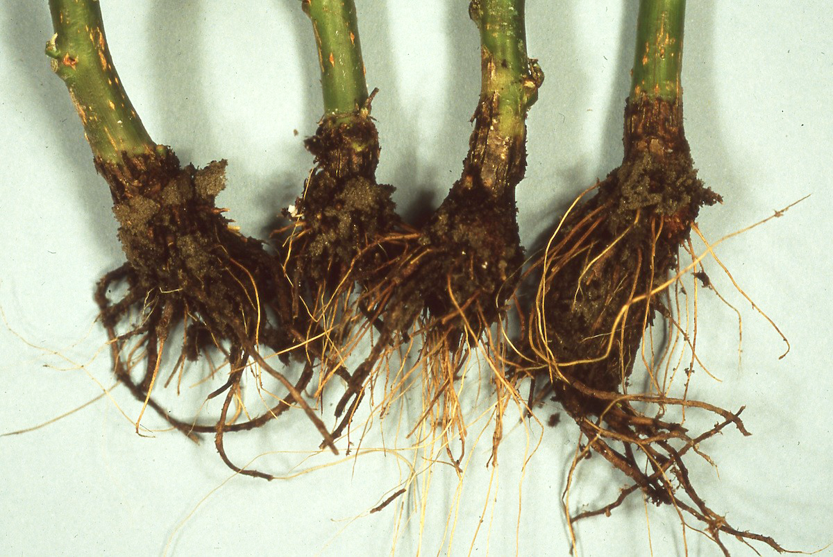 Poinsettia roots with black root rot