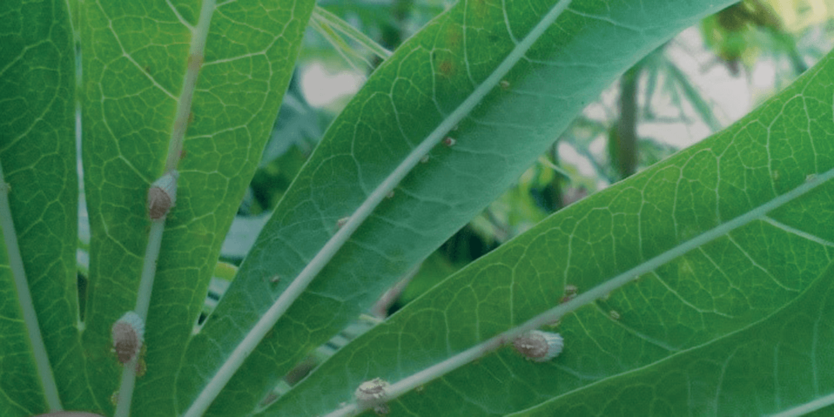 Scale insects management guide