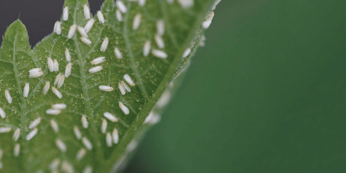 Whiteflies insects management guide