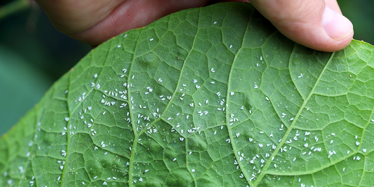 Ask the experts: Integrated Pest Management - Customised IPM