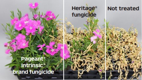 Image showing treatments applied three days before drought stress event. Water was  withheld until plants reached near permanent wilting point before watering resumed.