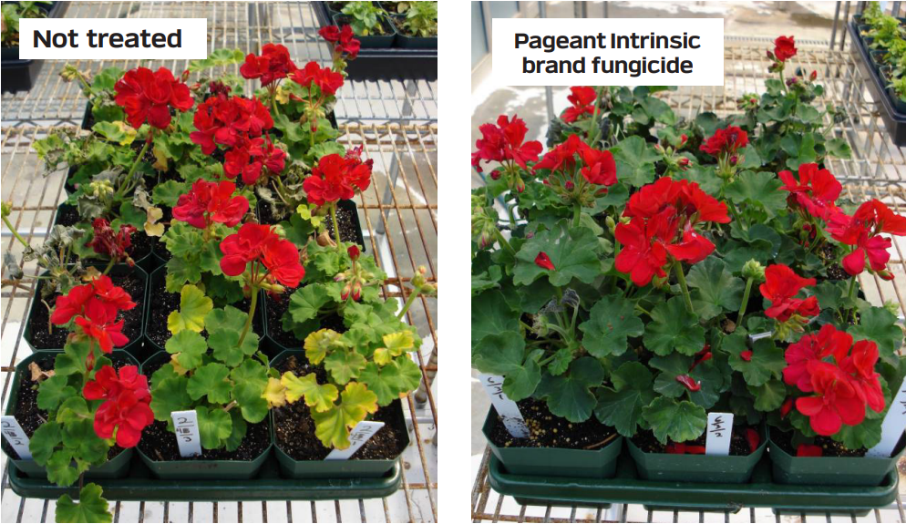 Images showing increased shelf life of plants treated with Pageant compared to untreated plants.