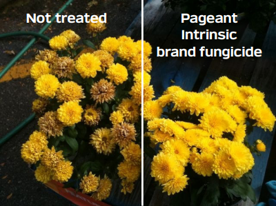 Images showing increased shelf life of plants treated with Pageant compared to untreated plants.