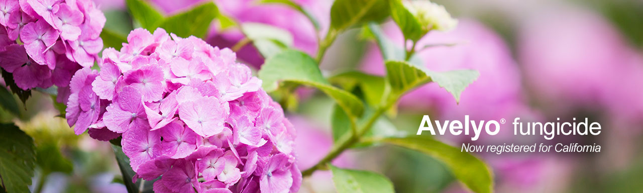 Avelyo product homepage