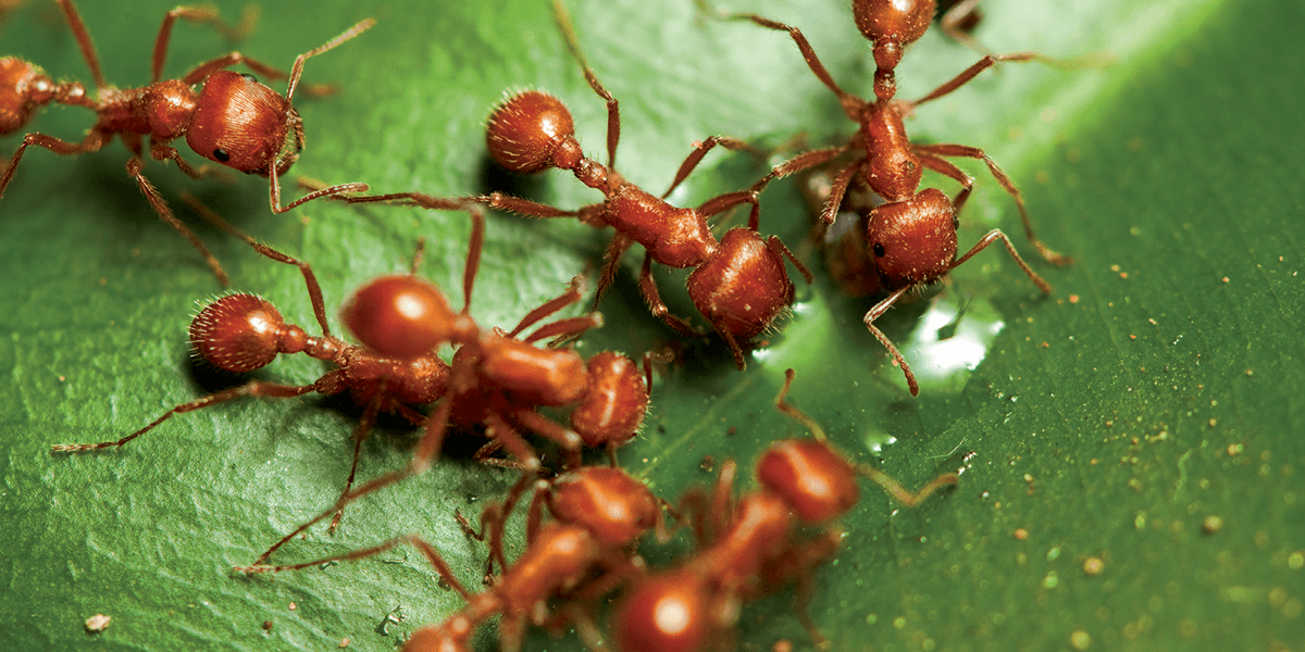 Siesta® Insecticide Fire Ant Bait