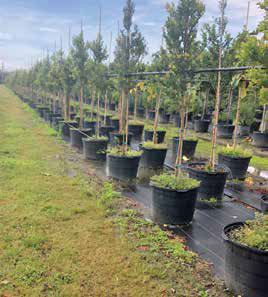 A bittercress infestation in large container-grown trees. A good rotation program will help keep weed pressure to a minimum when combined with other recommended strategies.