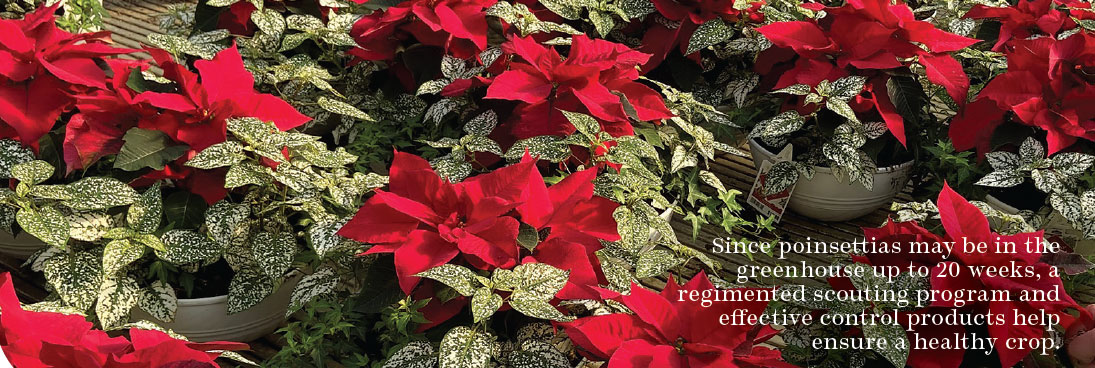 Since poinsettias may be in the greenhouse up to 20 weeks, a regimented scouting program and effective control products help ensure a healthy crop.