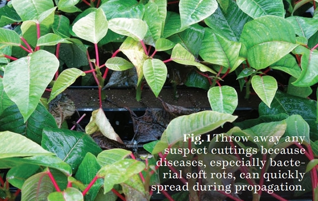 Figure 1: Throw away any suspect cuttings because diseases, especially bacterial soft rots, can quickly  spread during propagation.