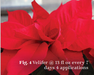 Figure 4 Velifer @ 13 fl oz every 7  days 4 application
