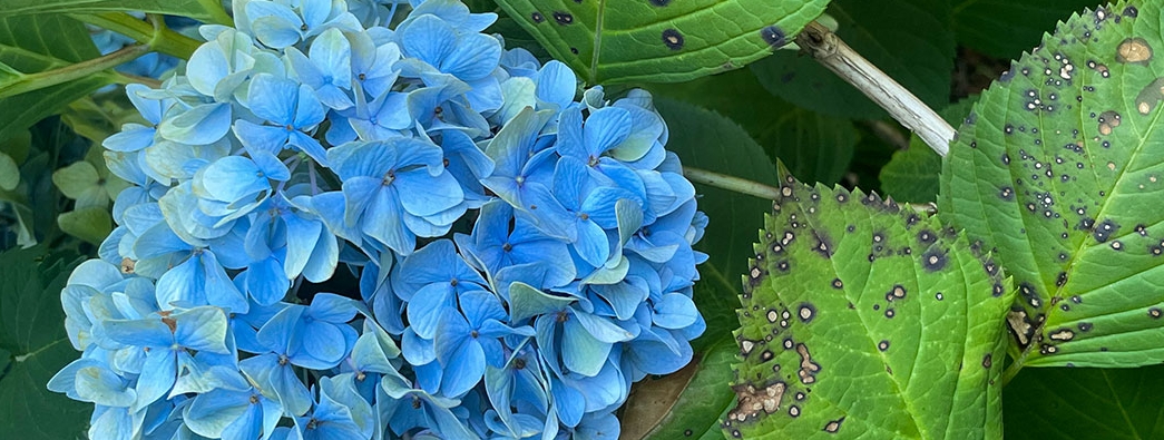 Grow with us: Splash into summer with protected hydrangeas
