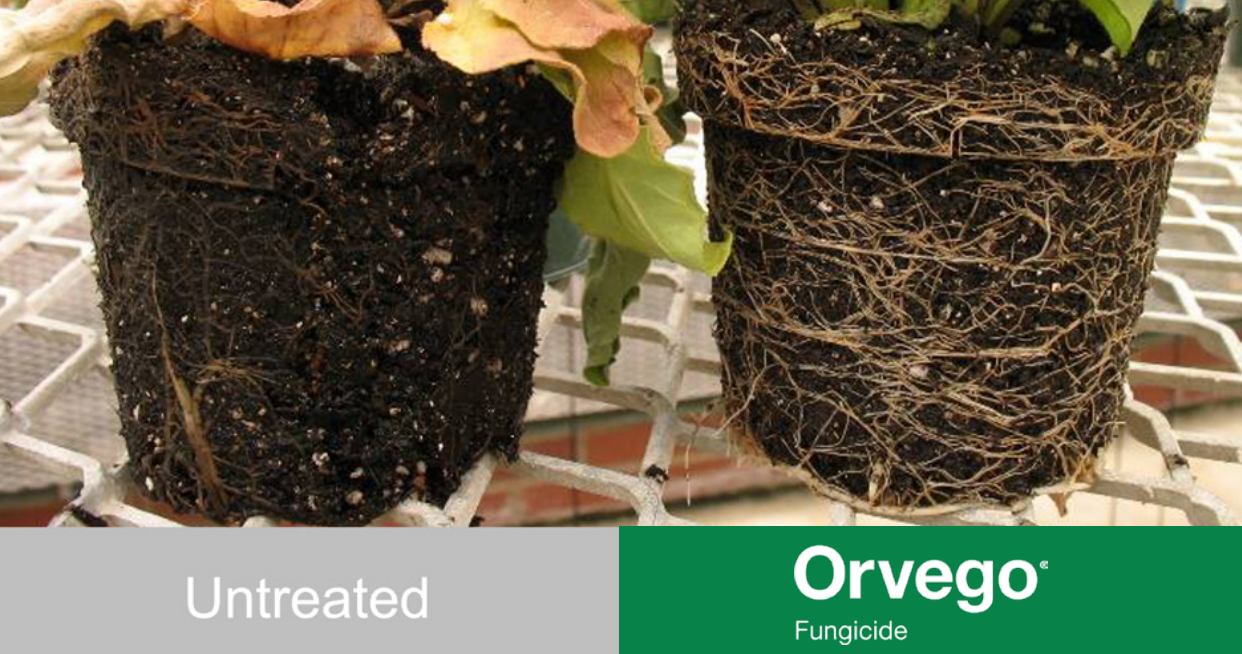 Orvego Fungicide Treated Vs. Untreated