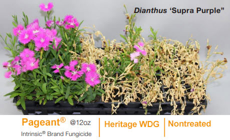 Dianthus treated with Pageant, Heritage WDG and nontreated Dianthus