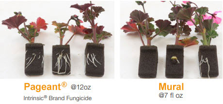 Geranium rooting 16 days after treatment from Pageant®  12oz Intrinsic® Brand Fungicide and Mural 7 fl oz