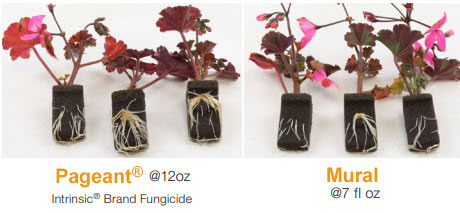Geranium rooting 23 days after treatment from Pageant®  12oz Intrinsic® Brand Fungicide and Mural 7 fl oz